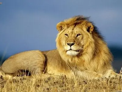 لحظات وحشتناک مرگ دلخراش نوجوان در قفس شیر باغ وحش +فیلم