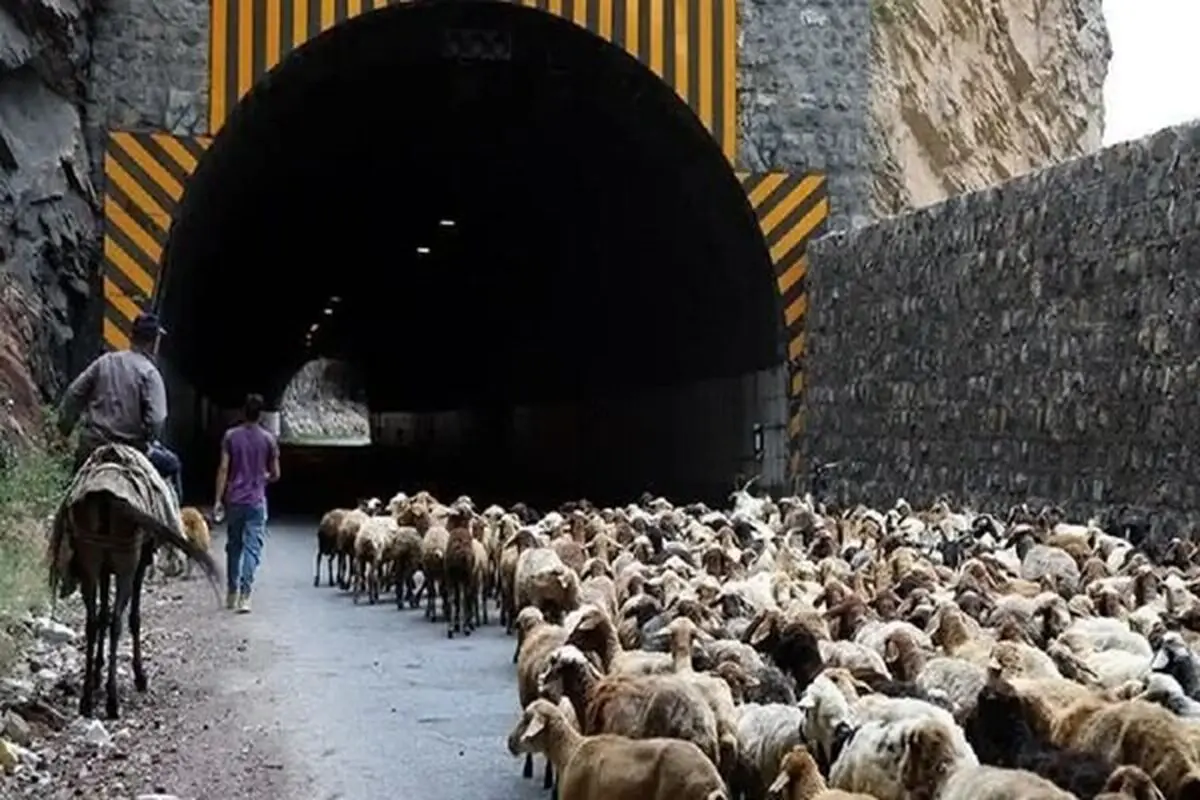 انسداد موقت جاده چالوس برای عبور احشام

