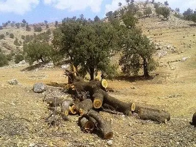 کاهش تاج‌پوشش گیاهی یک میلیون هکتار از جنگل‌های زاگرس به زیر ۱۰ درصد/ برای نجات زاگرس به ۱۰۰ هزار میلیارد تومان اعتبار نیاز است 