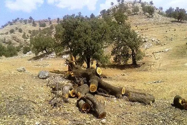 کاهش تاج‌پوشش گیاهی یک میلیون هکتار از جنگل‌های زاگرس به زیر ۱۰ درصد/ برای نجات زاگرس به ۱۰۰ هزار میلیارد تومان اعتبار نیاز است 