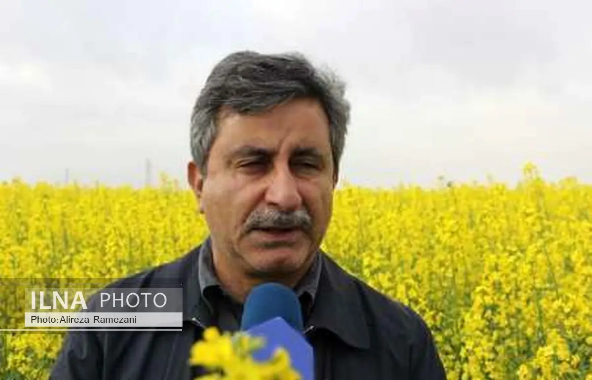 کلزاکاران استان گلستان در اراضی سرمازده دوباره کلزا بکارند