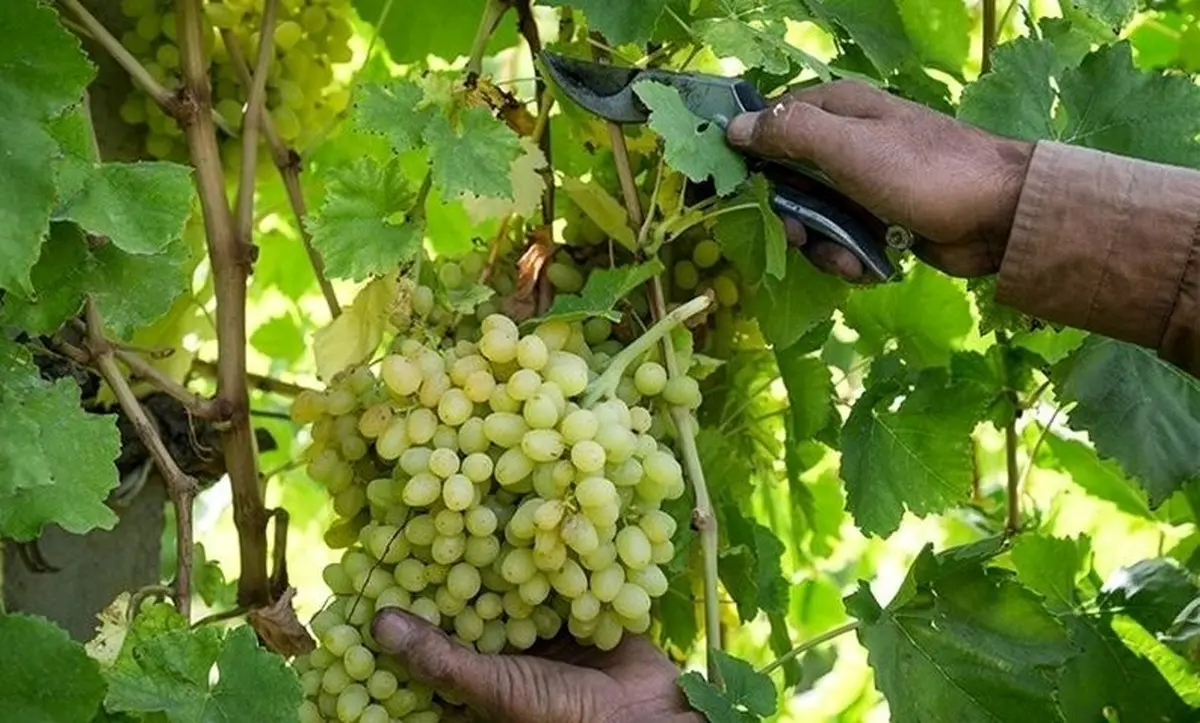 برداشت بیش از ۲۳۰ هزار تن انگور از تاکستان‌های آذربایجان غربی