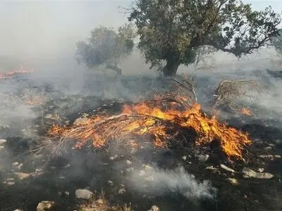 95 درصد از حریق های جنگل عامل انسانی دارند 