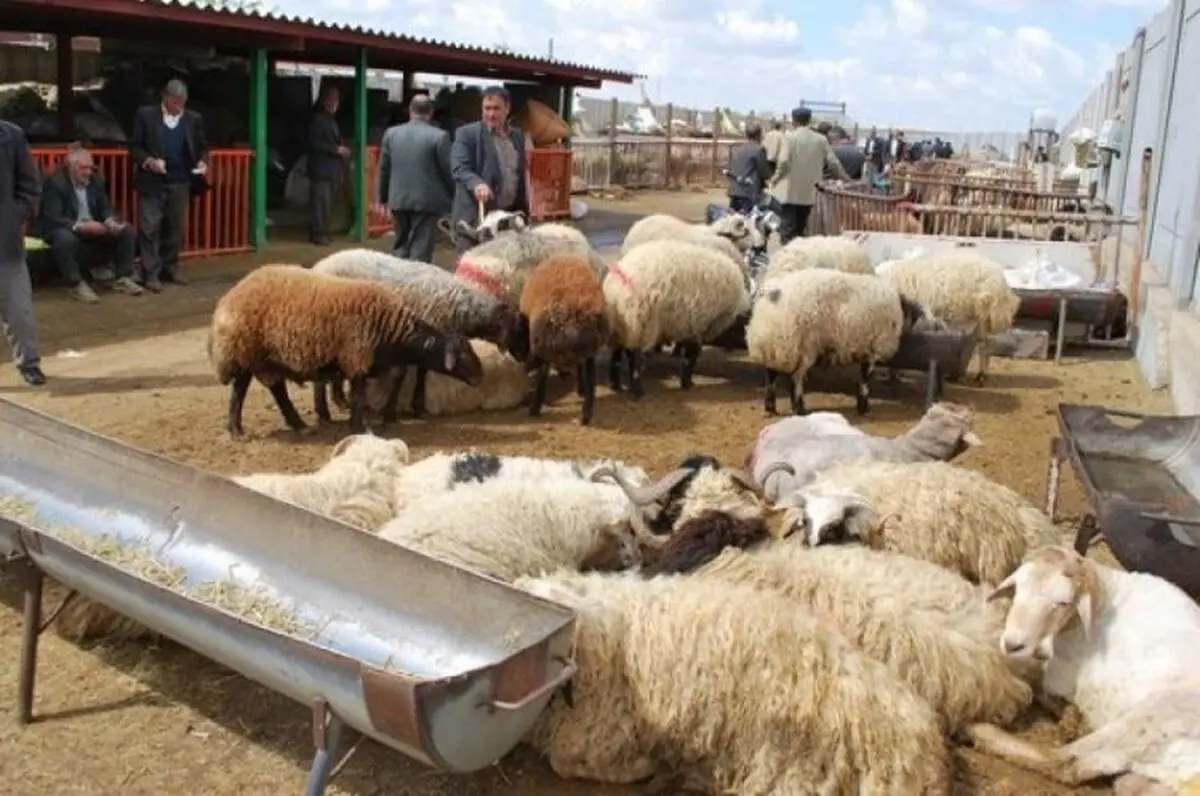 تعداد دام سبک کشور در اسفند ١٣٩٧ به ٦ . ٦٦ میلیون رأس رسید