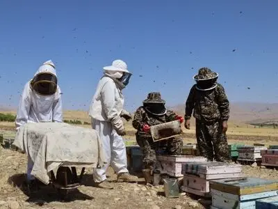آغاز برداشت عسل در چهارمحال و بختیاری با پیش‌بینی تولید ۵۰۰۰ تن 