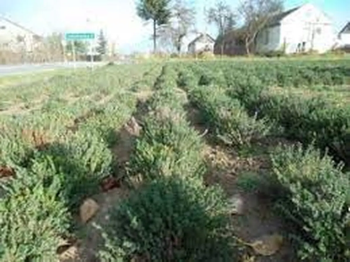 کشت ۲۰ هزار گیاه دارویی در شهرستان بن