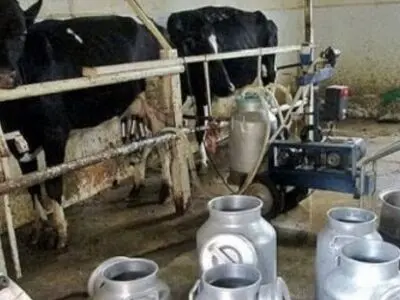 ادامه بلاتکلیفی دامداران و شهروندان در «شیر تو شیر» قیمت شیر 