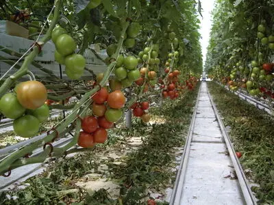 2240 هکتار گلخانه جدید امسال در کشور احداث می شود/پیش بینی افزایش 20 درصدی تولیدات گلخانه ای
