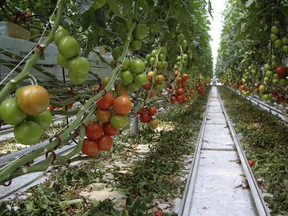 2240 هکتار گلخانه جدید امسال در کشور احداث می شود/پیش بینی افزایش 20 درصدی تولیدات گلخانه ای