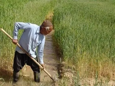 آغاز کشت گندم از زمین‌های زراعی شهرستان قصرشیرین