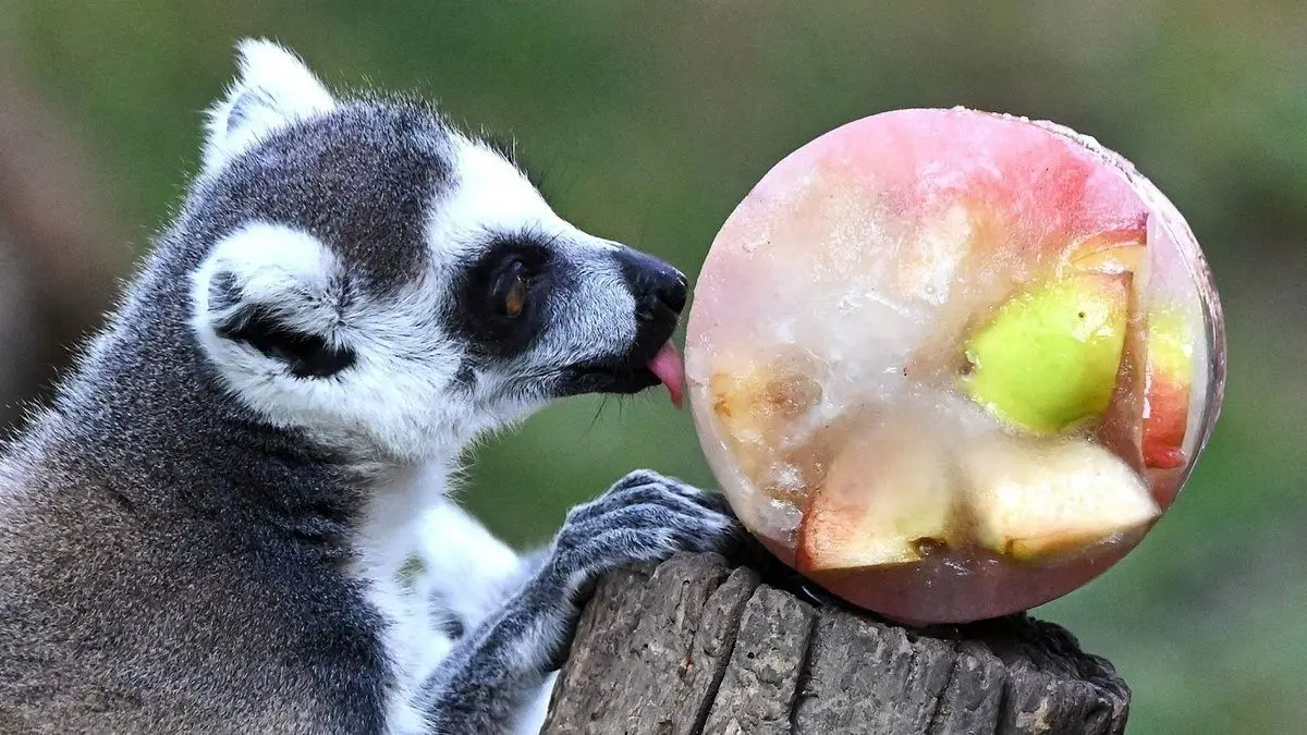 ویدئویی از توزیع میوه‌های یخ‌زده بین حیوانات