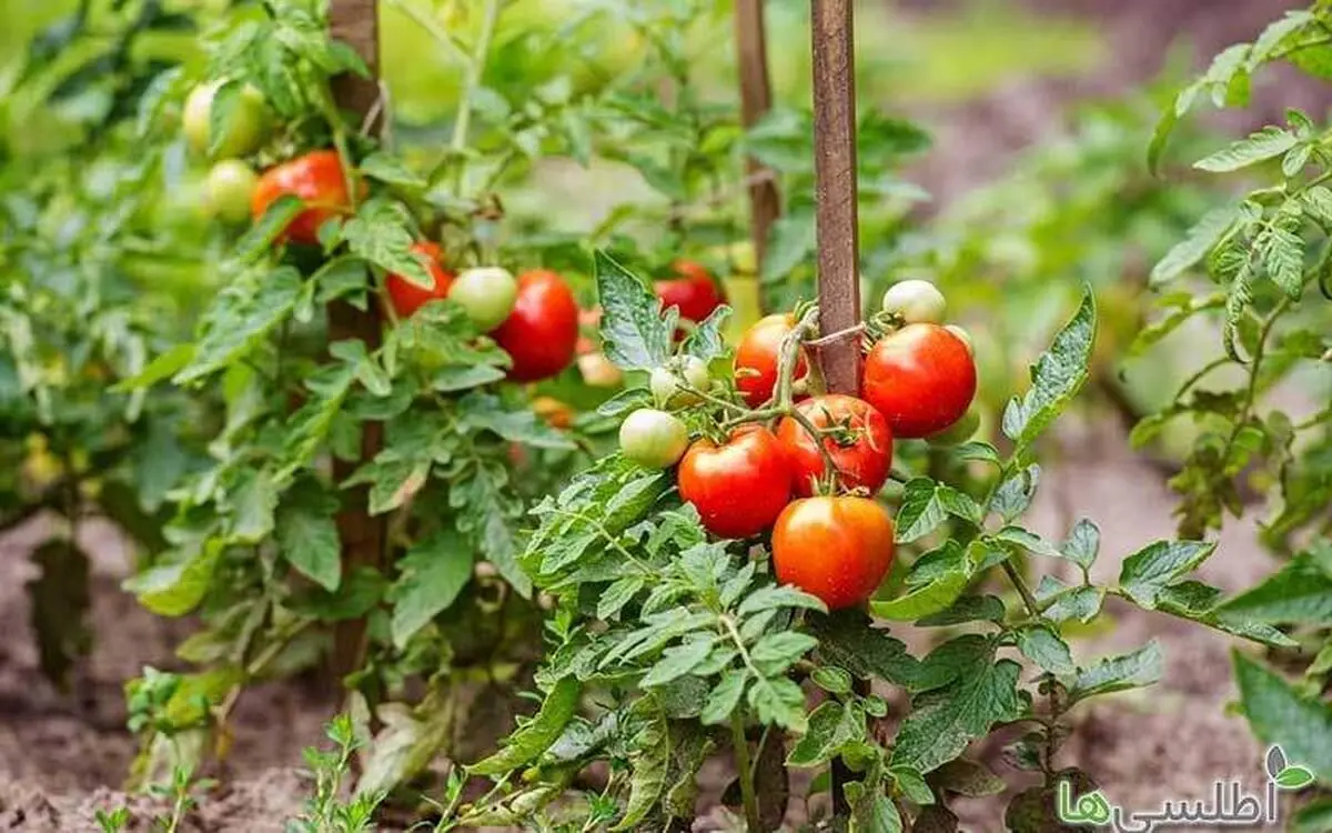 صیفی و سبزی متناسب با منابع آب تولید می‌شود