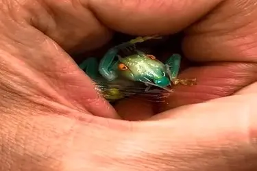 ویدیویی جالب از عنکبوت شیشه‌ای ریز که تار کریستالی خود را در کف دست می‌بافد