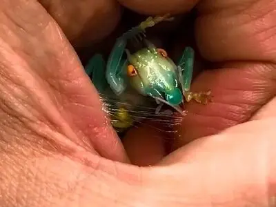 ویدیویی جالب از عنکبوت شیشه‌ای ریز که تار کریستالی خود را در کف دست می‌بافد