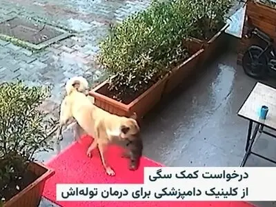 درخواست کمک یک سگ از کلینیک دامپزشکی برای درمان توله اش + فیلم