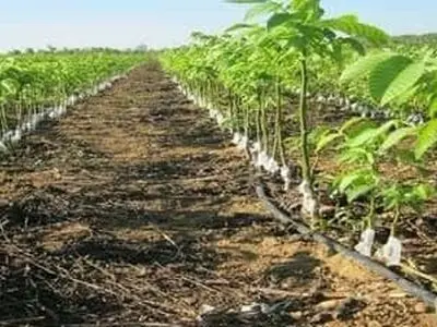  یک میلیون و ۵۰۰ هزار اصله نهال در نهالستان‌های دولتی استان تولید شده است