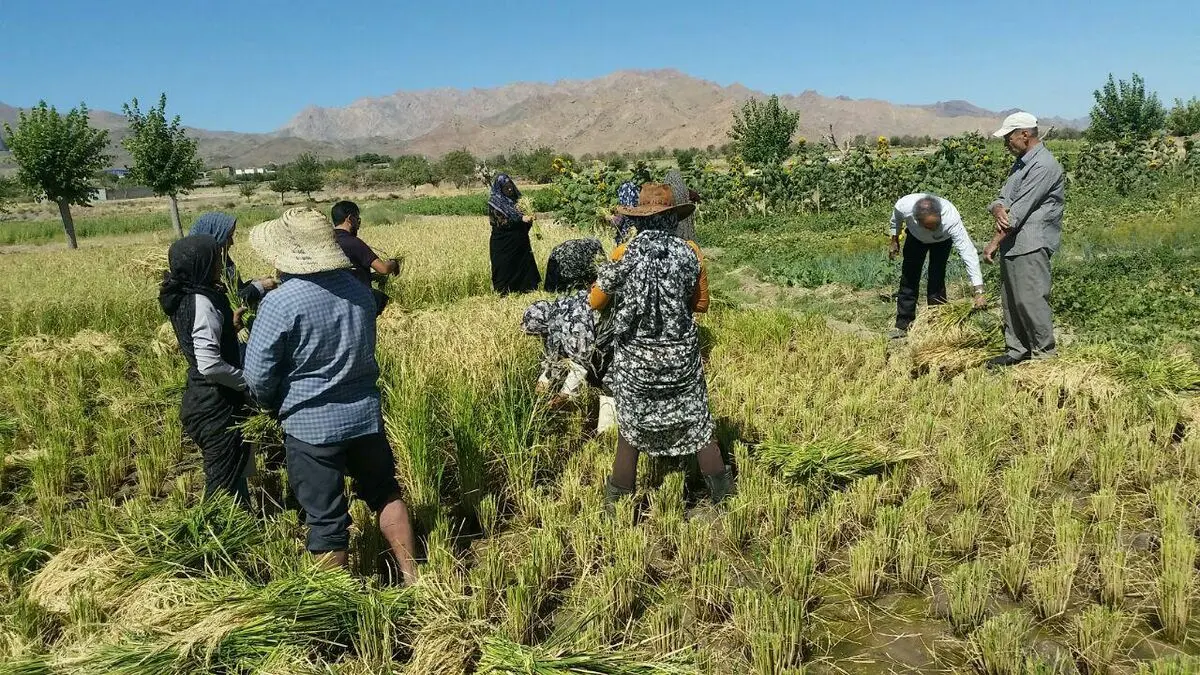 برنج طارم دم سیاه برای اولین بار در جنوب خراسان رضوی برداشت شد