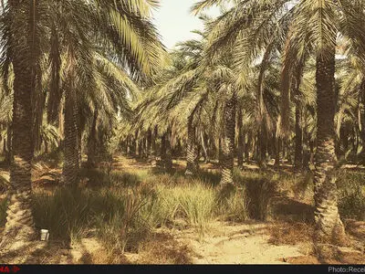 آغاز کشت جو در منطقه جنگی شلمچه/ در بسیاری از نخلستان‌ها هنوز کشاورزان به روستاها بازنگشته‌اند