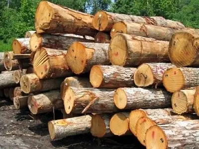 کشف ۸ تن چوب جنگلی دپو شده وغیرمجاز در کردکوی 