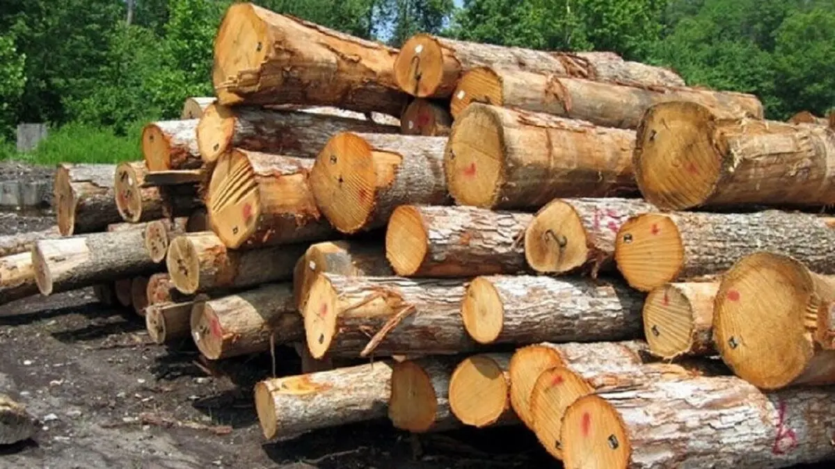 کشف ۸ تن چوب جنگلی دپو شده وغیرمجاز در کردکوی 