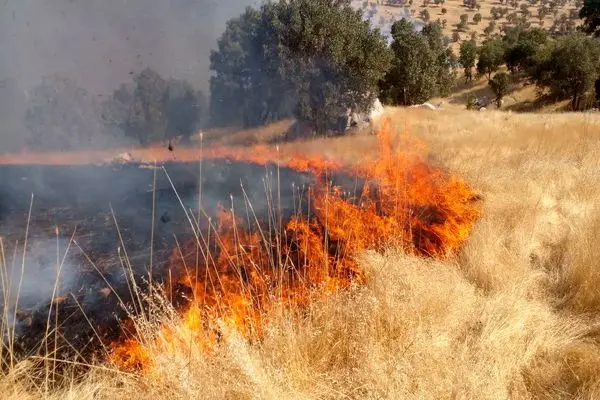 آتش پس چر مزارع، دامان جنگل های چگنی را گرفت