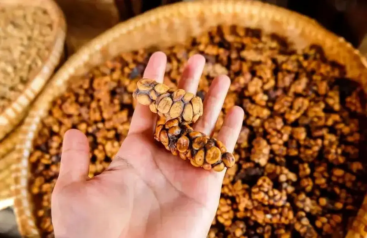 گران‌ ترین قهوه جهان، هدیه‌ ای از  مدفوع یک پستاندار!