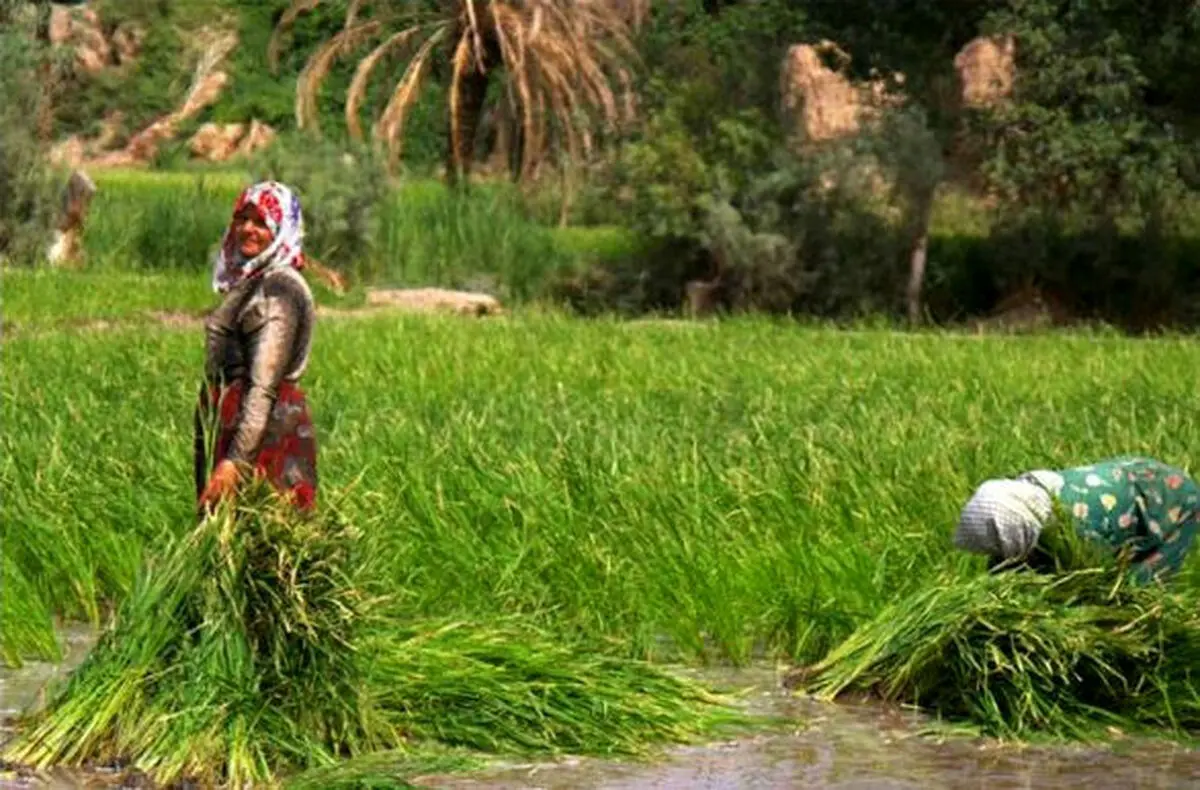 صدور کارت تسهیلگری زنان روستایی در خوزستان