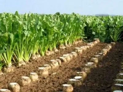 برداشت چغندر قند از 1400 هکتار اراضی کشاورزی استان قزوین