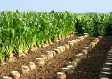 نقشه راه کشت پاییزه چغندرقند در خوزستان تدوین شد؛ تأکید بر حمایت از کشاورزان