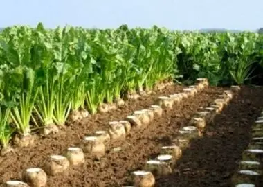 توقف بارگیری چغندرقند در شوش؛ کامیون‌داران انعام پنج میلیونی طلب می‌کنند