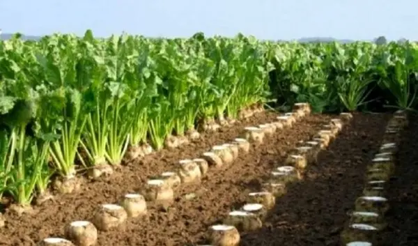 خوزستان اولین و بزرگترین تولید کننده چغندرقند پاییزه کشور است