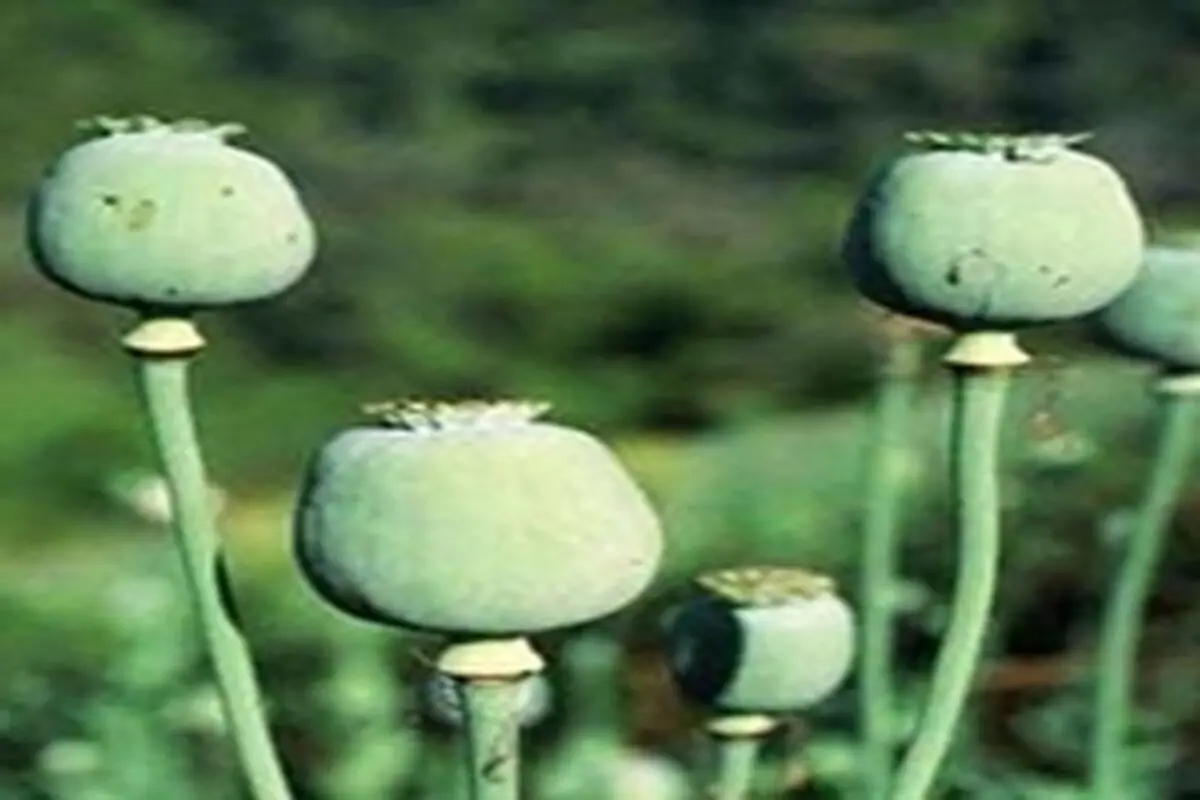 مواد مخدر اصلی‌ترین ابزار دشمن در جنگ نرم است