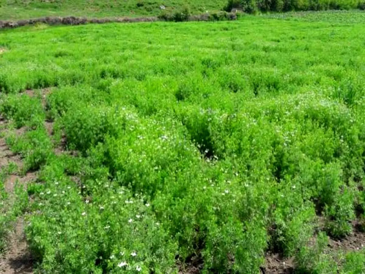 کشت سیاهدانه در ۵۰۰ هکتار از اراضی گلستان/ عمده سیاه دانه کشت شده در استان پا بلند و پا کوتاه (هندی) است