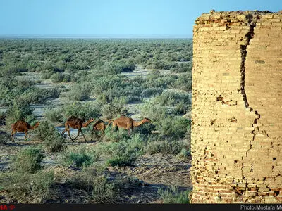 شترها در پارک ملی کویر، حوالی کاروانسرای دیرگچین 