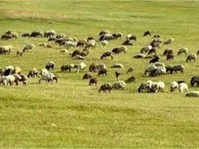 حضور ۲.۲ برابری دام در مراتع کشور/ فشار بر مراتع کاهش یابد