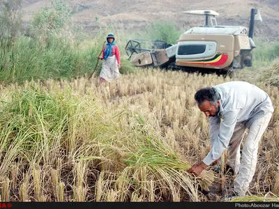 آخرین برداشت خوشه های طلایی برنج در "روستای پارودبار"رودبار گیلان