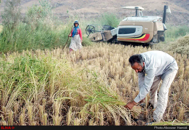 آخرین برداشت خوشه های طلایی برنج در "روستای پارودبار"رودبار گیلان