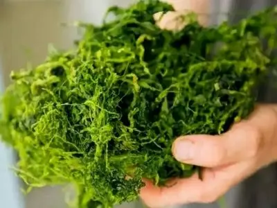 محققان با علف و جلبک، قطعات خودرو ساختند!