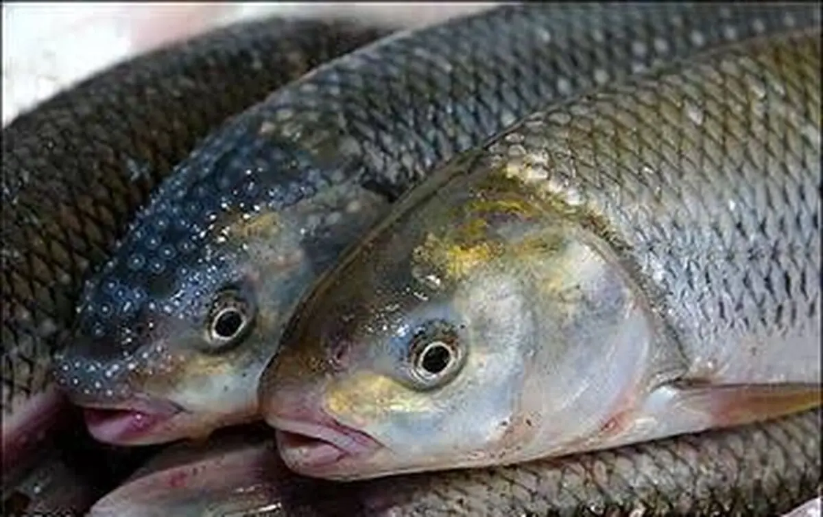 تولید سالانه ۳۹ هزار تن آبزی و ۵۰۰ مزرعه پرورش ماهی؛ چهارمحال و بختیاری الگوی موفق شیلات کشور