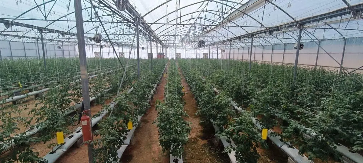 آمادگی شهرک گلخانه‌ای شهرستان خنداب برای واگذاری به سرمایه‌گذار