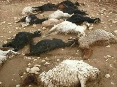 حادثه‌ تلخ شهرستان دره‌شهر؛ آذرخش جان دامدار و 60 رأس احشام او را گرفت