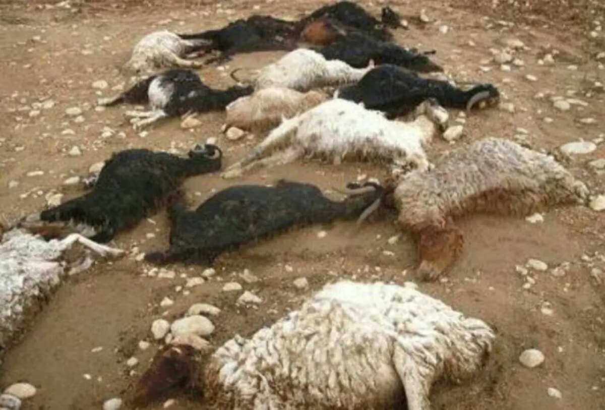 حادثه‌ تلخ شهرستان دره‌شهر؛ آذرخش جان دامدار و 60 رأس احشام او را گرفت