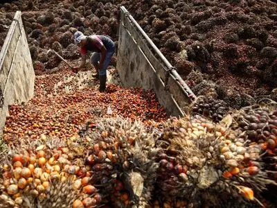 منع واردات روغن پالم به اروپا برای سوخت خودرو