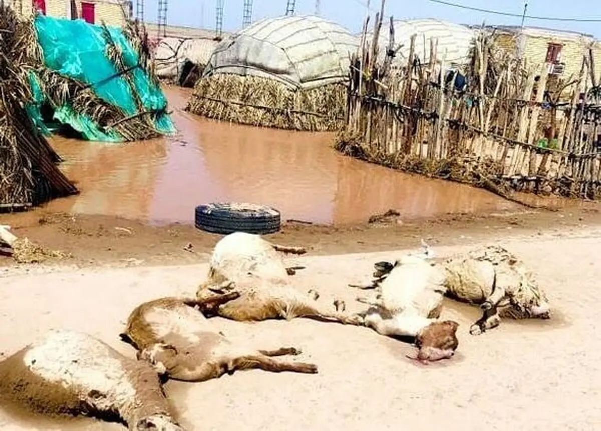 تلف شدن ۱۲۰ راس دام سبک و ۱۵ راس دام سنگین در سیل شهرستان کرمان