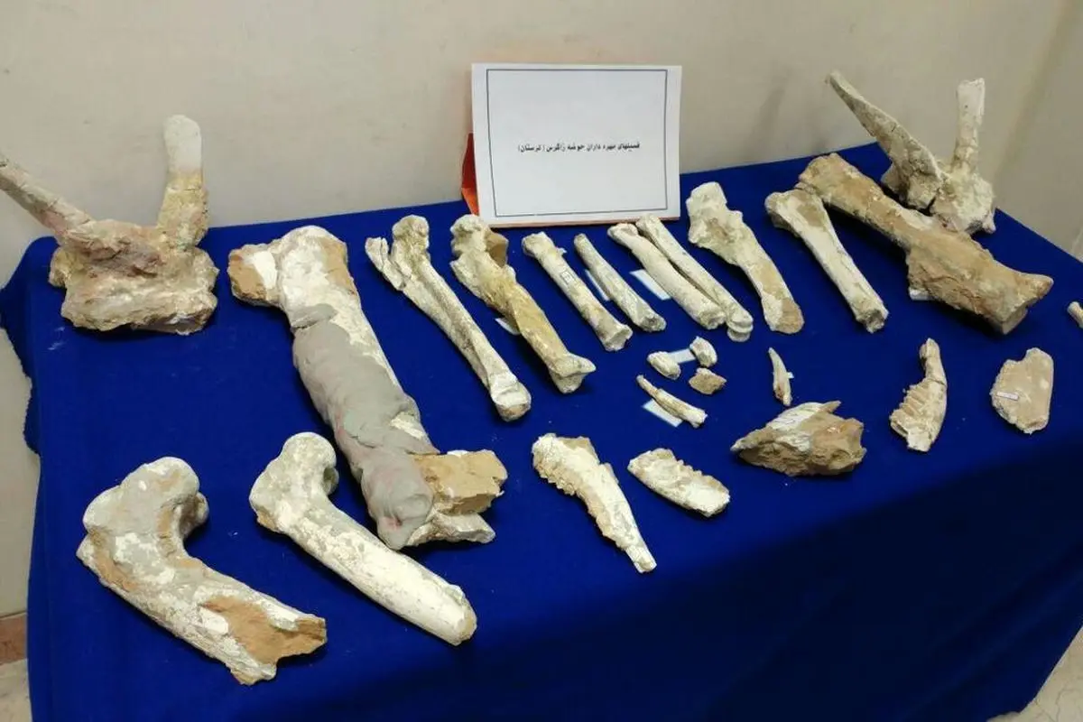نمایش فسیل‌های هفت‌میلیون ساله در قلعه فلک‌الافلاک