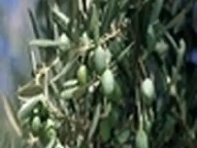 شهرداری ۸۰۰ درخت زیتون به مجتمع دانشگاهی امیرالمومنین(ع) اهداء کرد