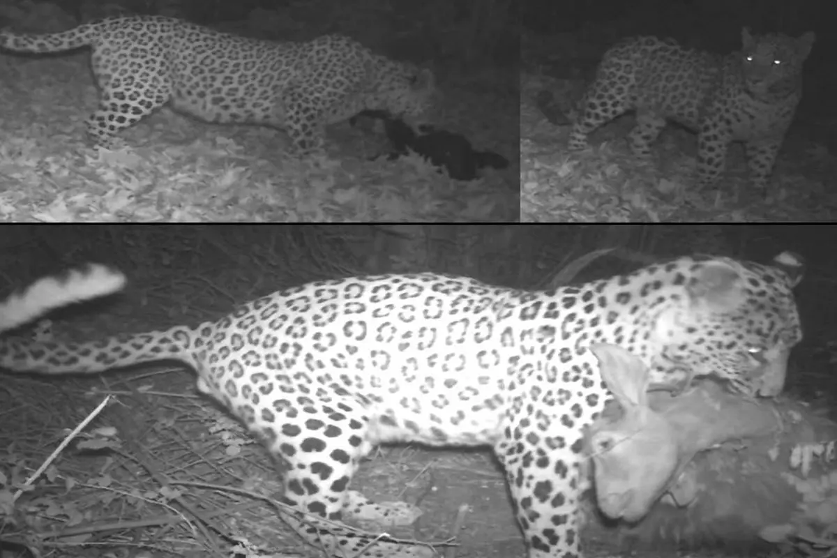 شناسنامه‌دار شدن پلنگ‌های استان قزوین