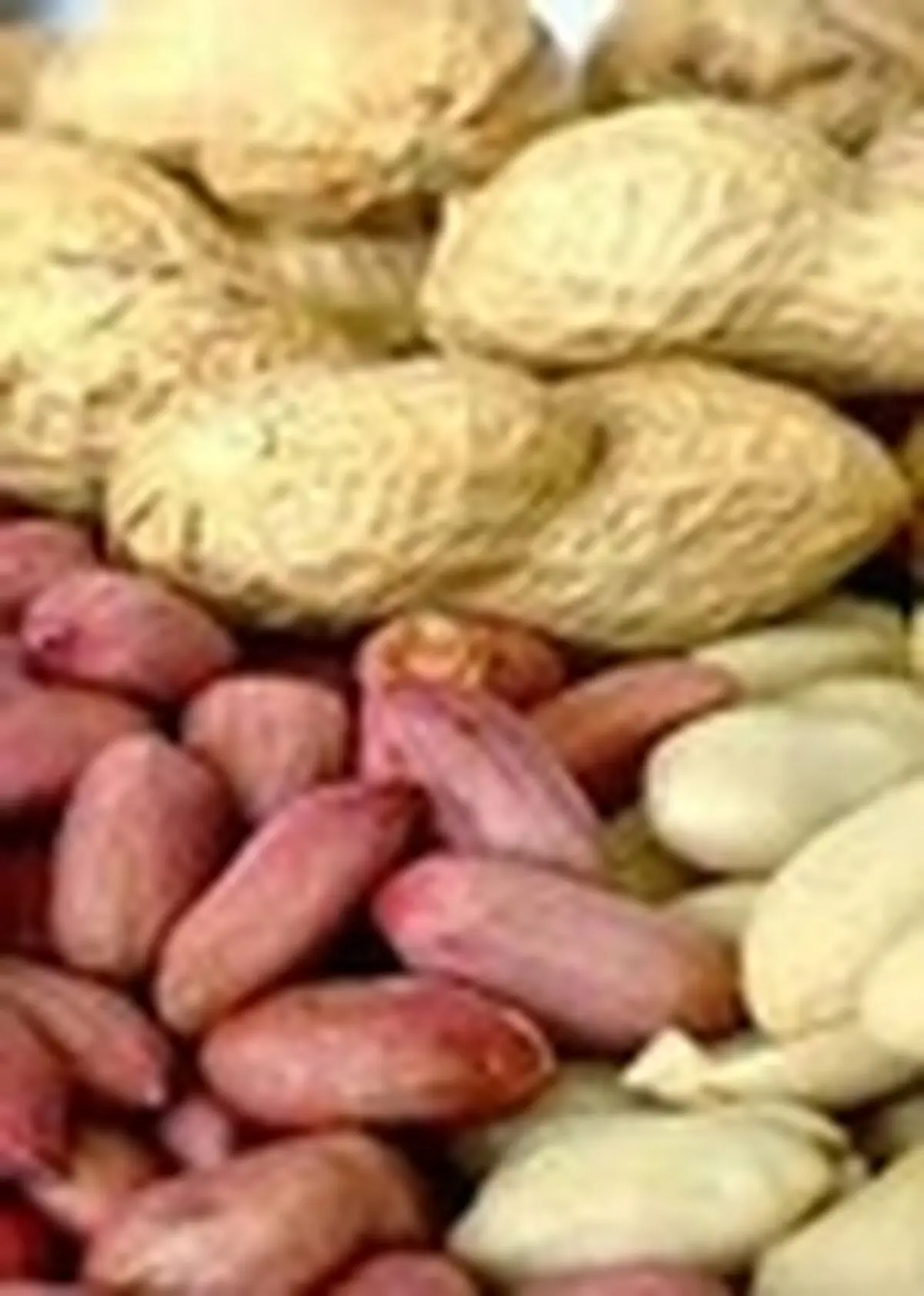 افزایش نرخ خرید تضمینی دانه‌های روغنی طی سال جاری