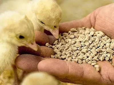 نهاده‌های دامی روی دست واردکنندگان/ ناتوانی مرغداران از خرید