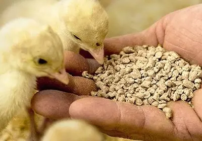 نهاده‌های دامی روی دست واردکنندگان/ ناتوانی مرغداران از خرید